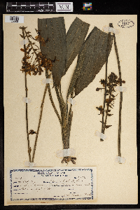 Media resource of Calanthe triplicata