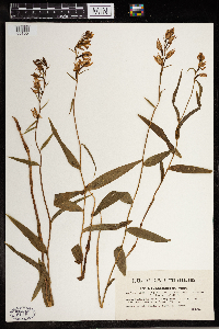 Cephalanthera rubra image