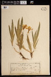 Media resource of Iris cristata