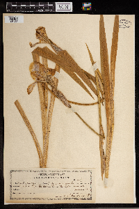 Iris versicolor image