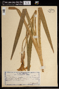 Iris versicolor image