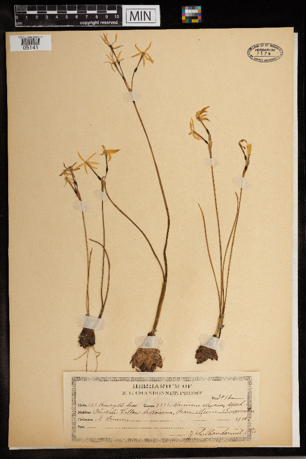 Narcissus elegans image