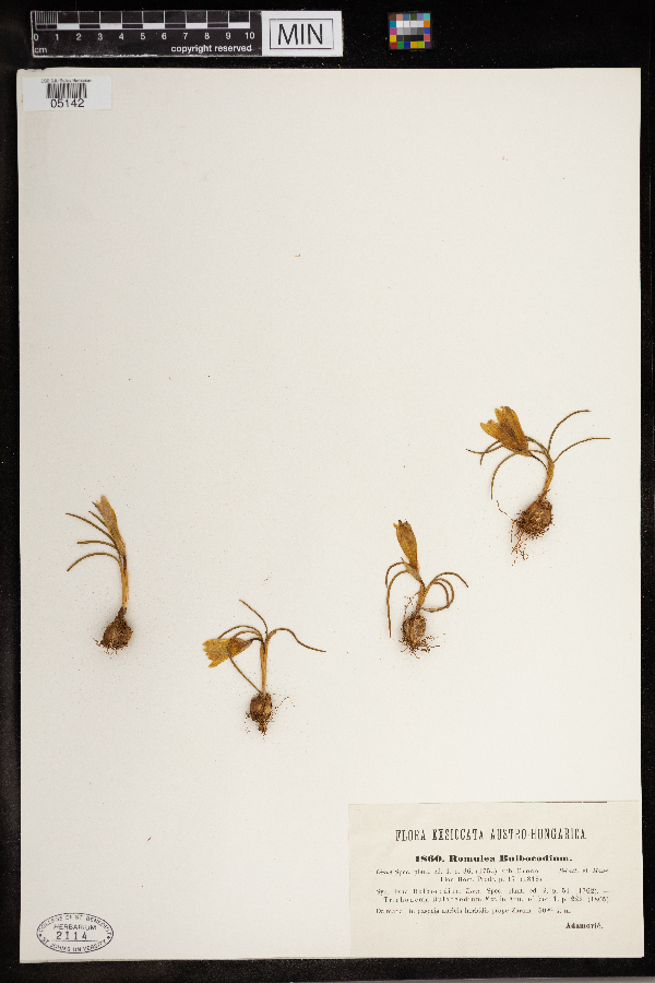 Romulea bulbocodium image