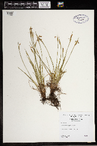 Sisyrinchium angustifolium image