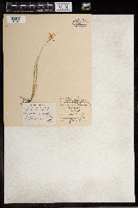Sisyrinchium angustifolium image