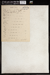 Sisyrinchium angustifolium image