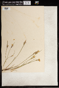 Sisyrinchium angustifolium image