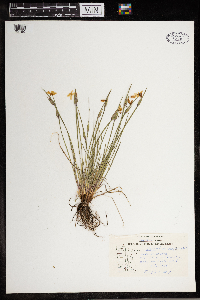 Sisyrinchium campestre image