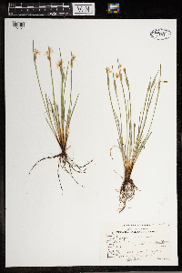 Sisyrinchium campestre image