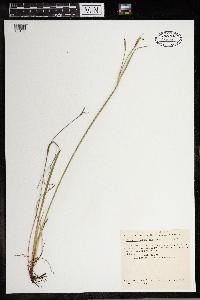 Sisyrinchium angustifolium image