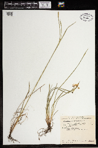 Sisyrinchium angustifolium image