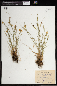 Sisyrinchium angustifolium image