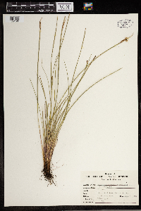Sisyrinchium angustifolium image
