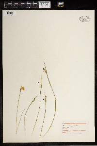 Sisyrinchium angustifolium image