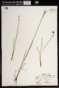 Sisyrinchium angustifolium image