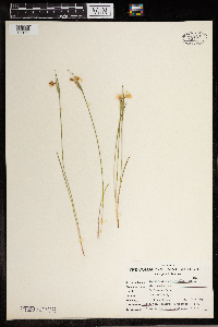 Sisyrinchium angustifolium image
