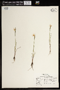 Sisyrinchium angustifolium image