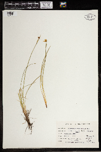 Sisyrinchium angustifolium image