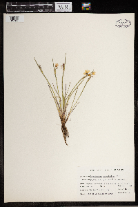 Sisyrinchium angustifolium image