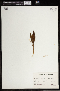 Sisyrinchium angustifolium image
