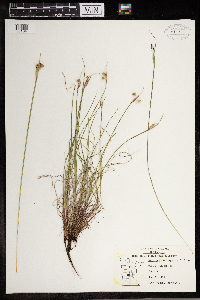 Sisyrinchium campestre image