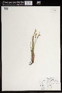 Sisyrinchium campestre image