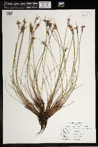 Sisyrinchium campestre image