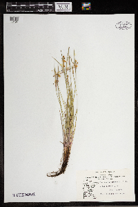 Sisyrinchium campestre image