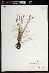 Sisyrinchium campestre image