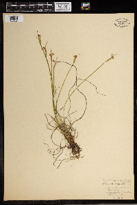 Sisyrinchium campestre image