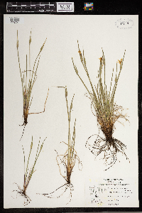 Sisyrinchium montanum image