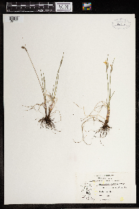 Sisyrinchium montanum image