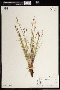 Sisyrinchium montanum image