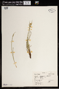 Sisyrinchium montanum image
