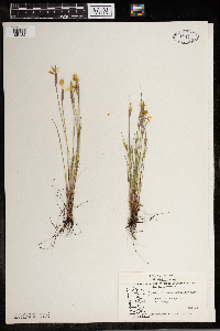 Sisyrinchium mucronatum image