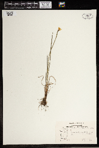 Sisyrinchium mucronatum image