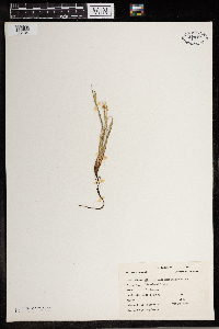 Sisyrinchium mucronatum image