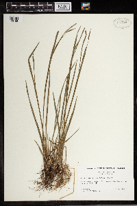 Sisyrinchium angustifolium image