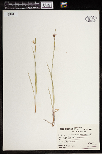 Sisyrinchium angustifolium image