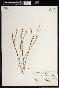 Sisyrinchium angustifolium image
