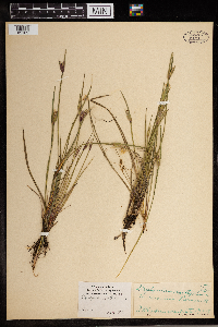Sisyrinchium angustifolium image