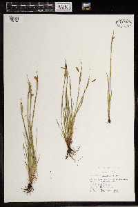 Sisyrinchium angustifolium image