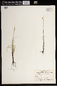 Sisyrinchium angustifolium image