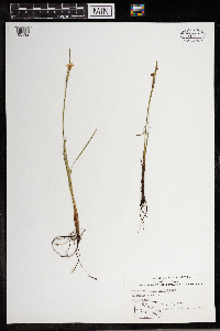 Sisyrinchium angustifolium image