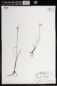 Sisyrinchium angustifolium image