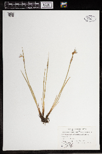 Sisyrinchium angustifolium image