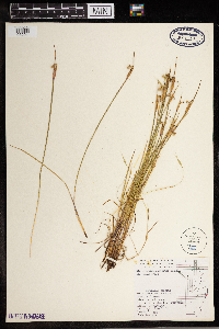 Sisyrinchium campestre image