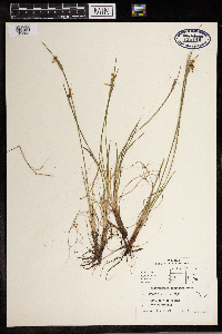 Sisyrinchium campestre image