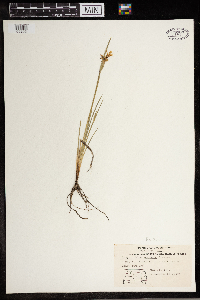 Sisyrinchium montanum image