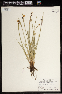 Sisyrinchium montanum image